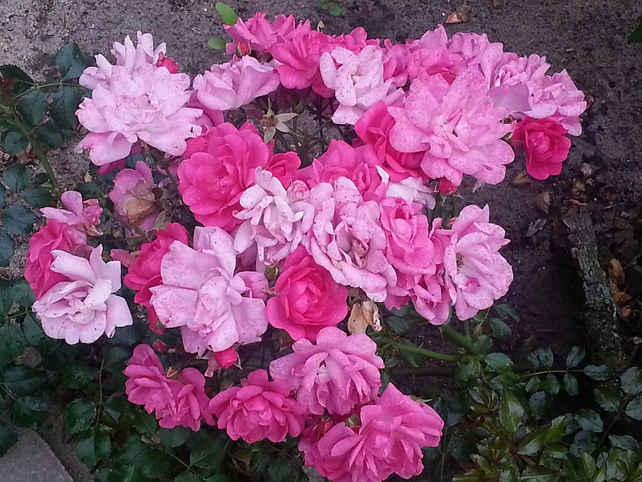 flower, rose, pink, flowering plant, petal, pink color, beauty in nature HD wallpaper