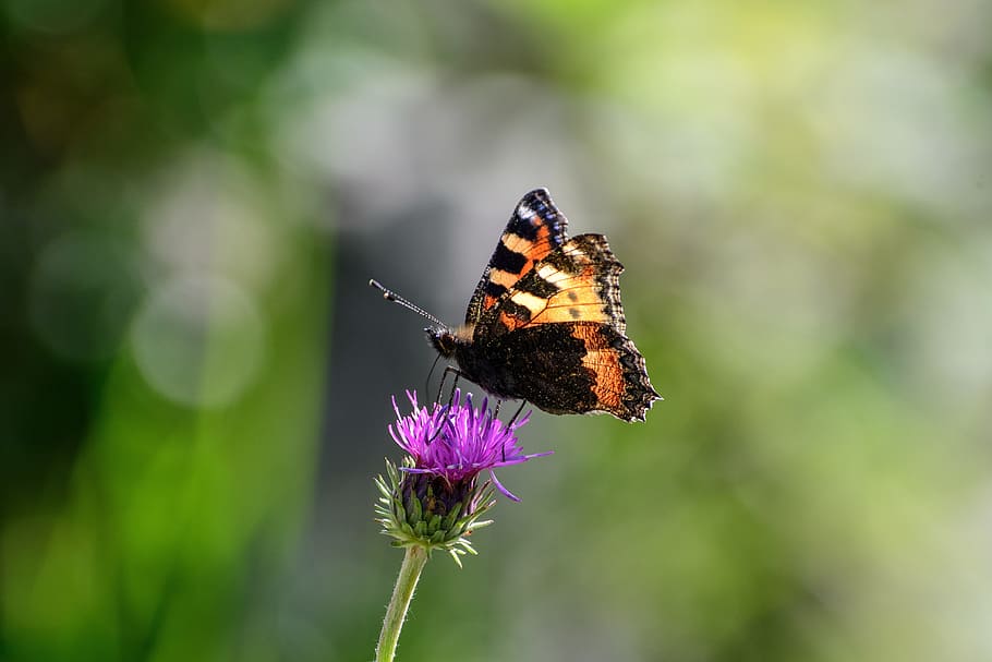 butterfly, close, insect, blossom, bloom, flower, meadow, nature HD wallpaper