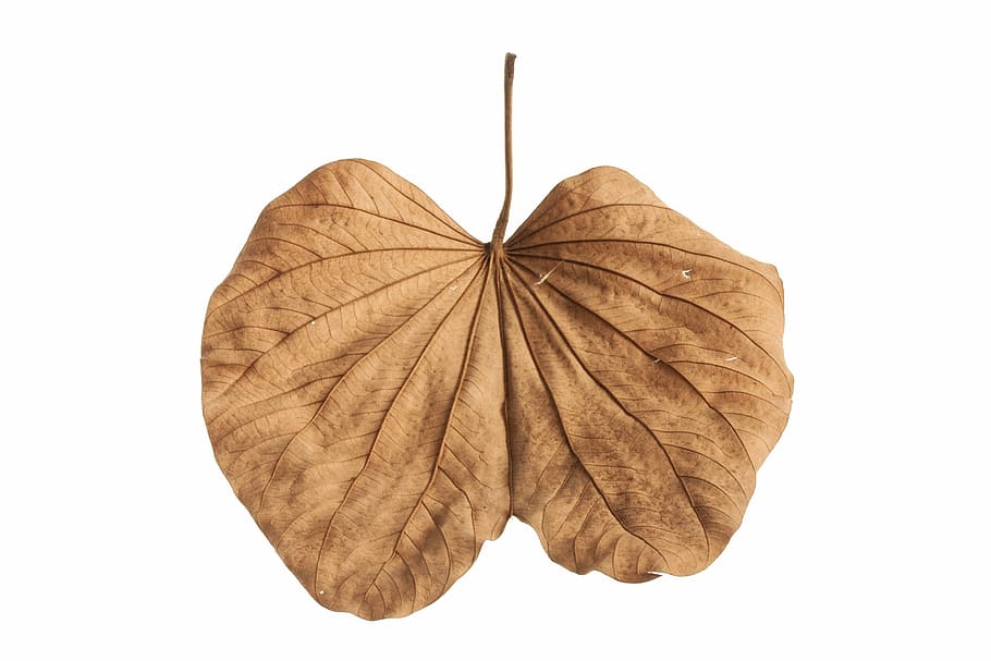 leaves, macro, yellow, brown, autumn, closeup, dead, studio HD wallpaper