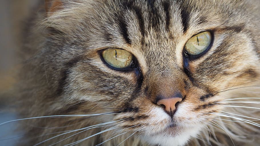 gray tabby cat, portrait, kitten, cute, animal, feline, fluffy HD wallpaper