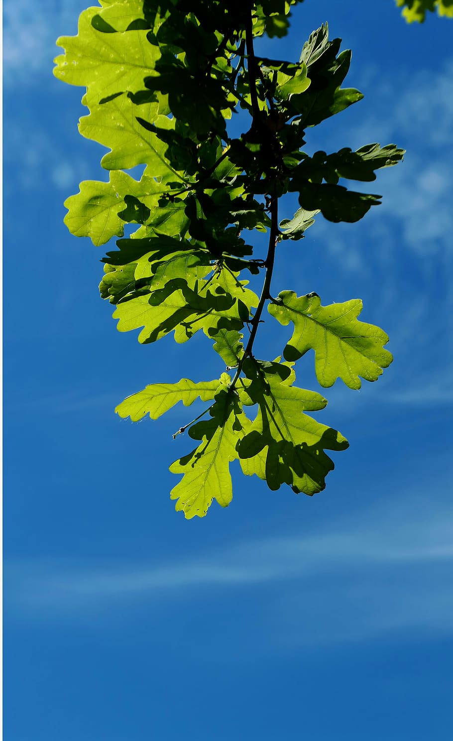 chestnut, tree, chestnut tree, buckeye, leaves, bloom, chestnut leaves HD wallpaper
