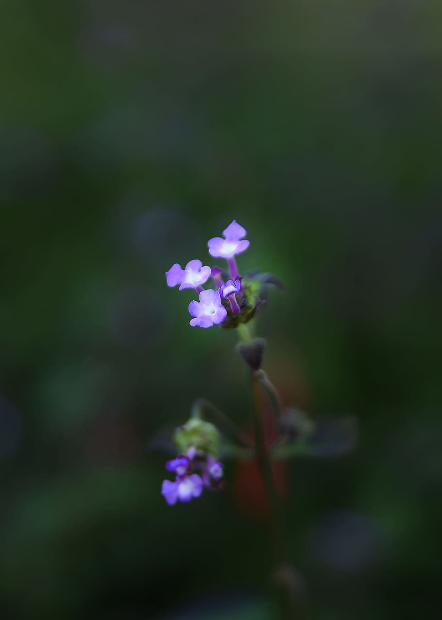 flower, nature, outdoors, leaf, flora, garden, blur, growth HD wallpaper