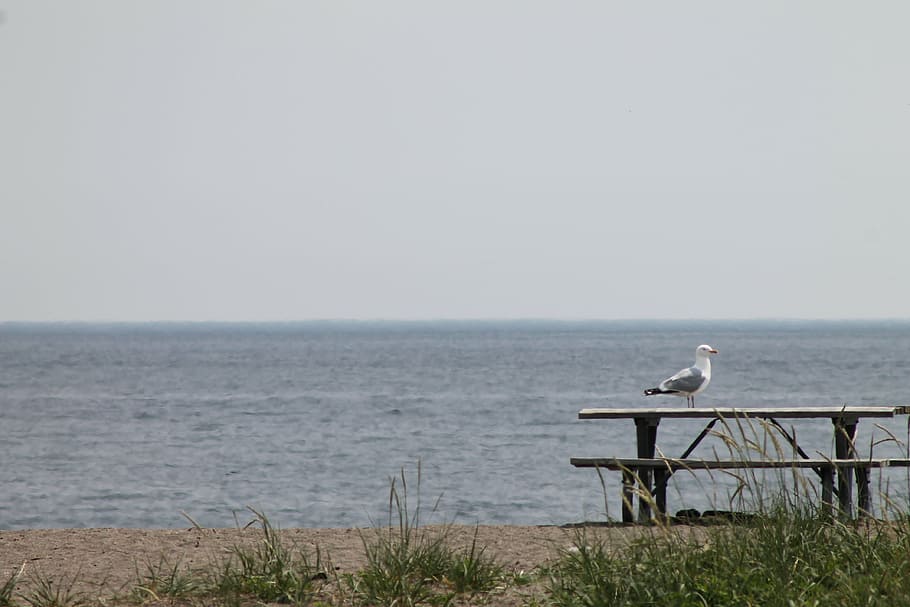 seagull, bird, picnic table, lake, nature, water, animal wildlife HD wallpaper