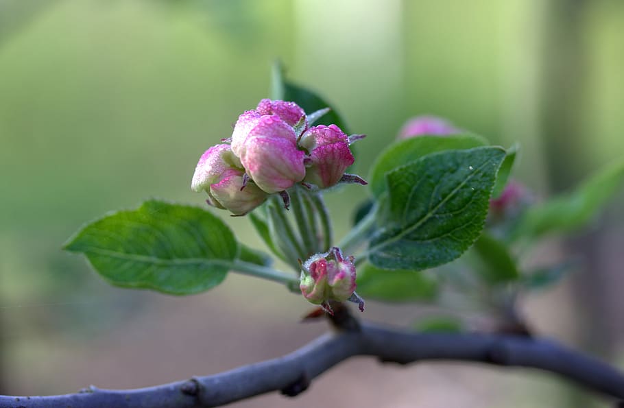 pink flowers, March, Spring, Petals, bud, nature, growth, plant HD wallpaper