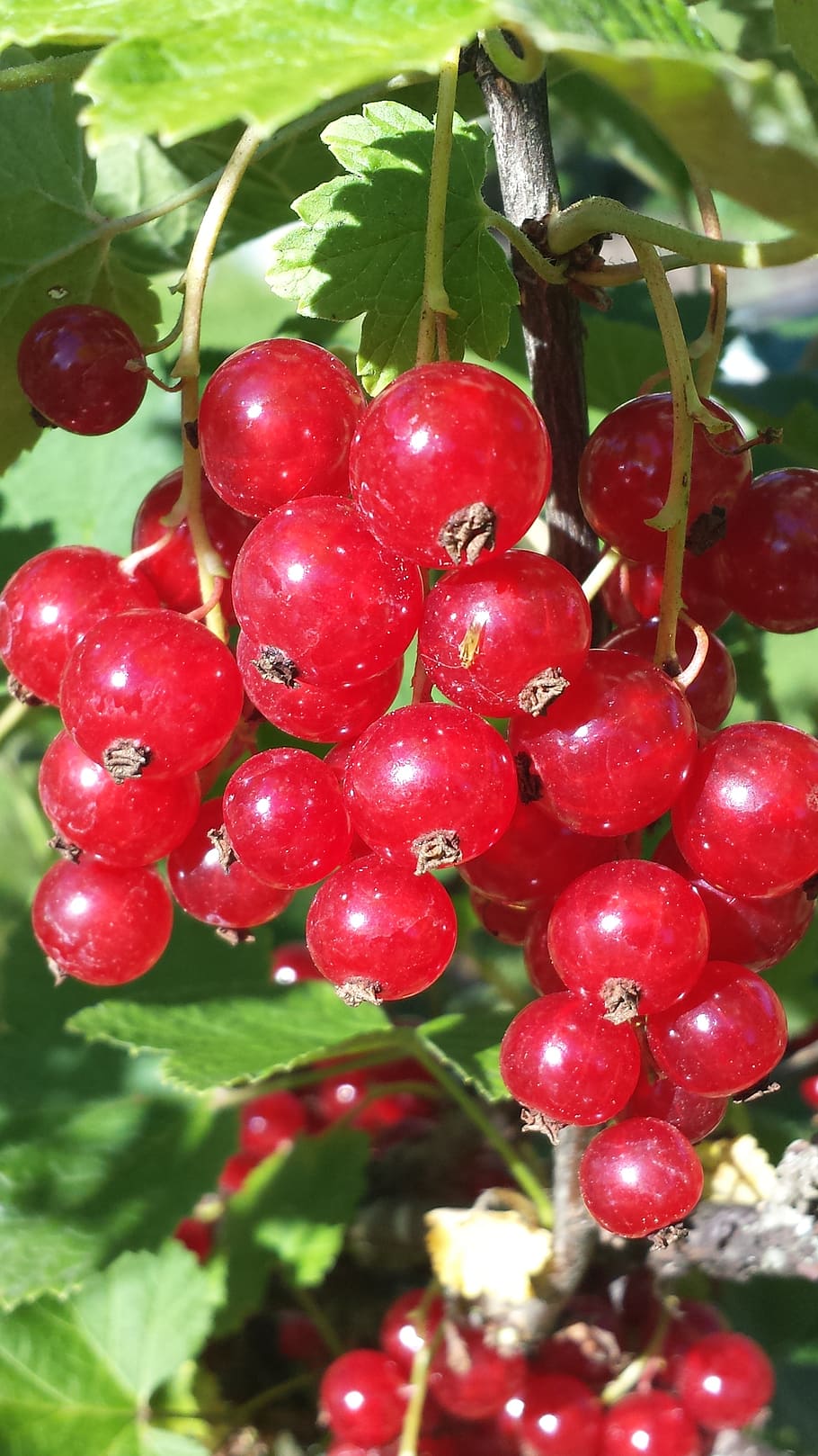 berry, red currant, summer, bush, fruit, food, ripe, nature HD wallpaper