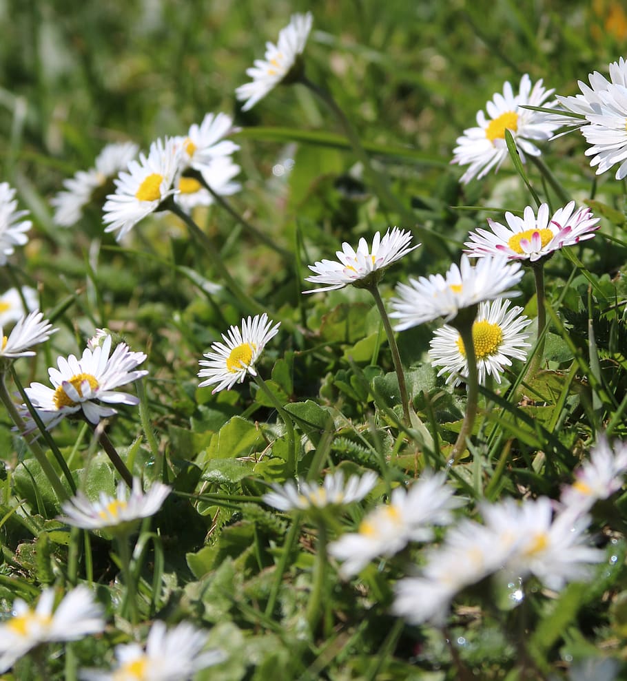 daisies, flower, grass, flowering plant, freshness, fragility HD wallpaper