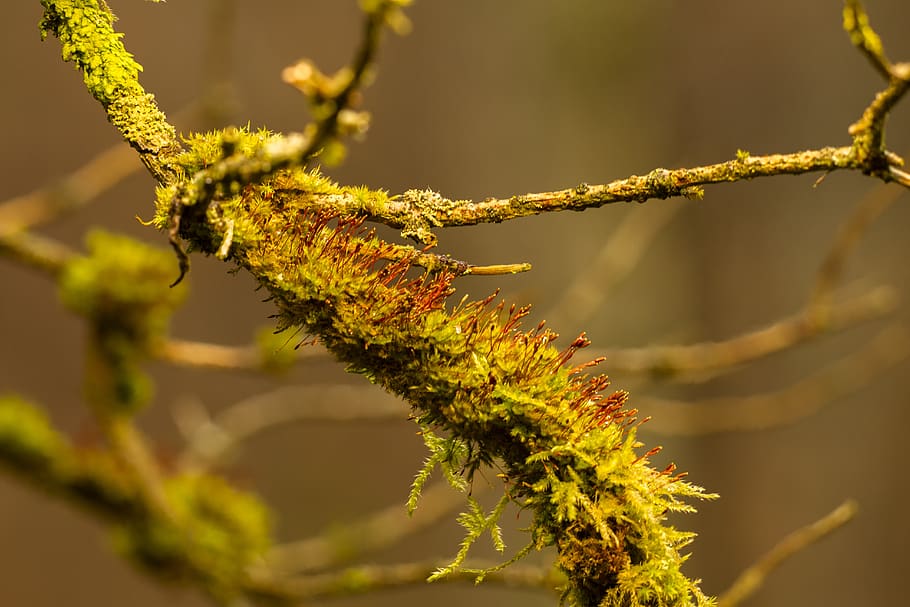 moss, branch, forest, nature, bemoost, branches, plant, close-up HD wallpaper