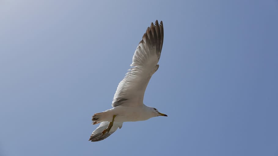 Seagull, Sky, one animal, flying, animals in the wild, animal themes HD wallpaper