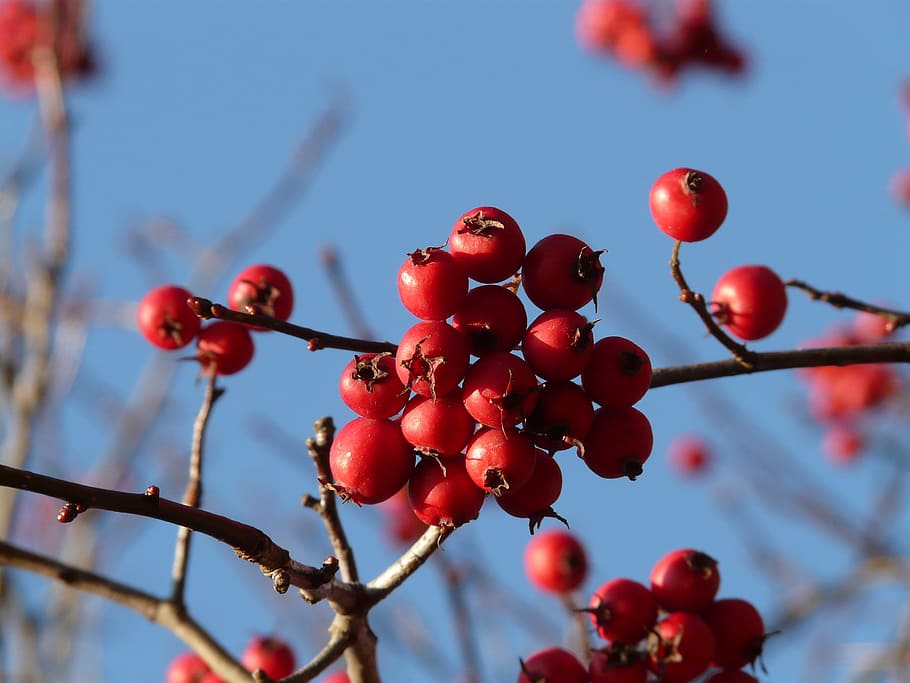 Berries, Fruits, Red, Tree, berry red, leather leaf weißdorn HD wallpaper