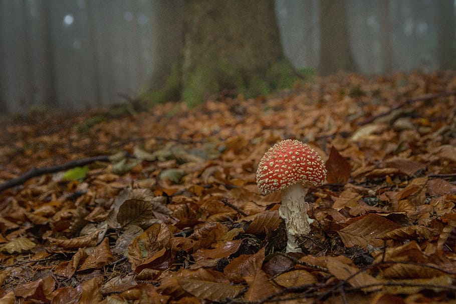 fly agaric, forest, forest floor, toxic, nature, mushroom, red fly agaric mushroom HD wallpaper