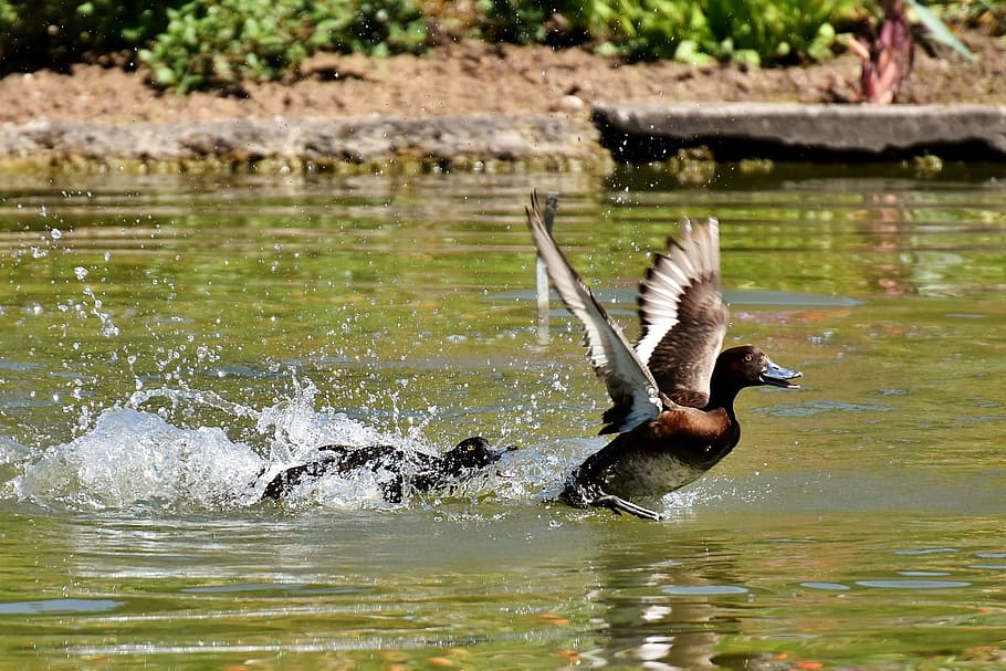 time lapse photography of two mallard ducks on water, Tufted Duck HD wallpaper