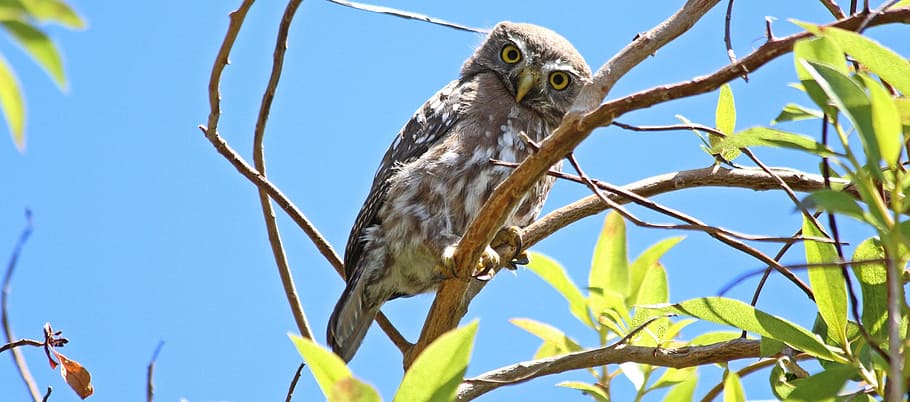 brown and white owl perched on tree, predator, wildlife, raptor HD wallpaper