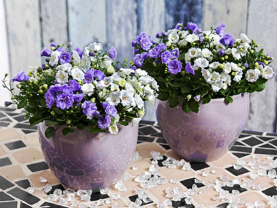 campanula, flower, blue, white, flora, fauna, ambience, petite bellflower HD wallpaper