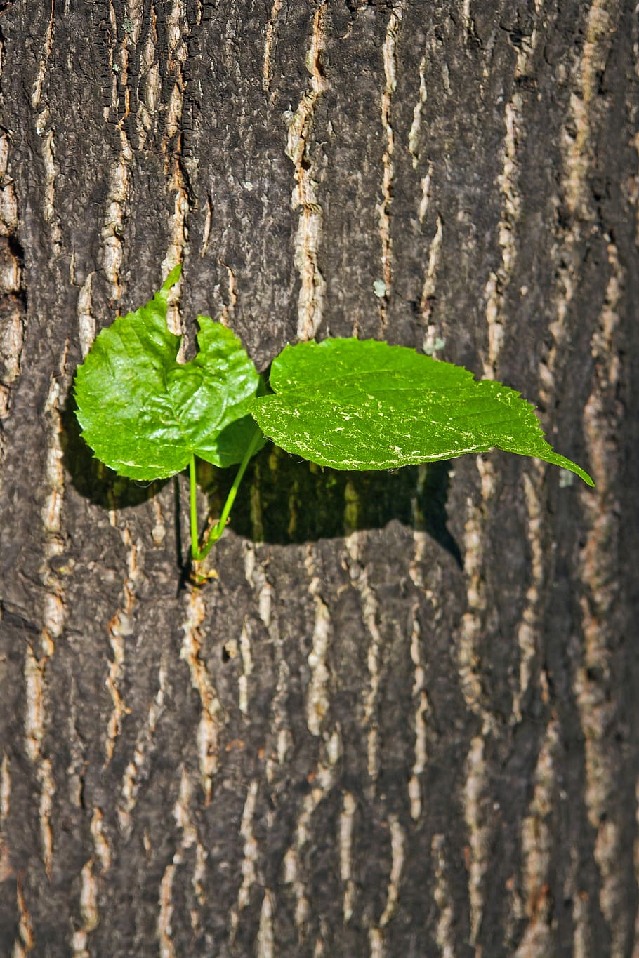 Green, Leaf, Nature, Plant, Ecology, freshness, symbol, garden HD wallpaper
