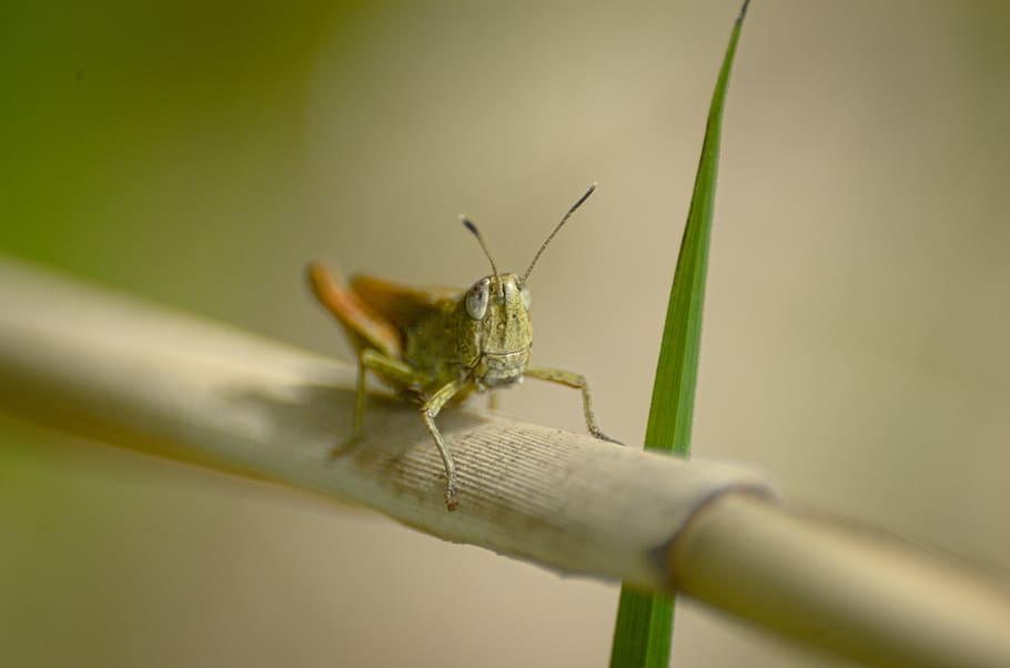 grasshopper, insect, close up, macro, invertebrate, animal HD wallpaper