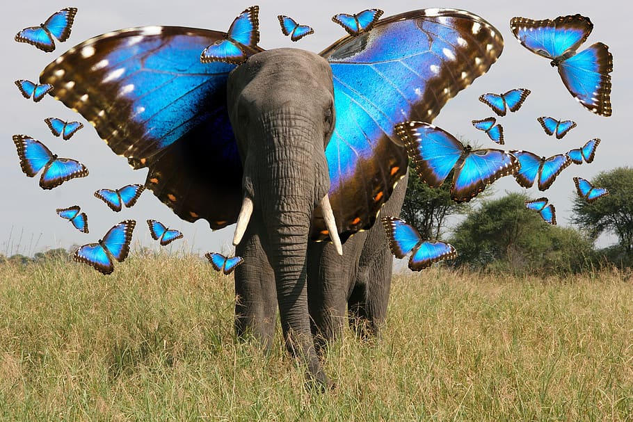 elephant, butterfly, animals, animal themes, animal wildlife HD wallpaper