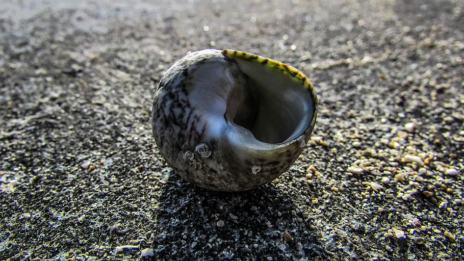Shell, Beach, Nature, Wildlife, Seashell, sand, close-up, day HD wallpaper