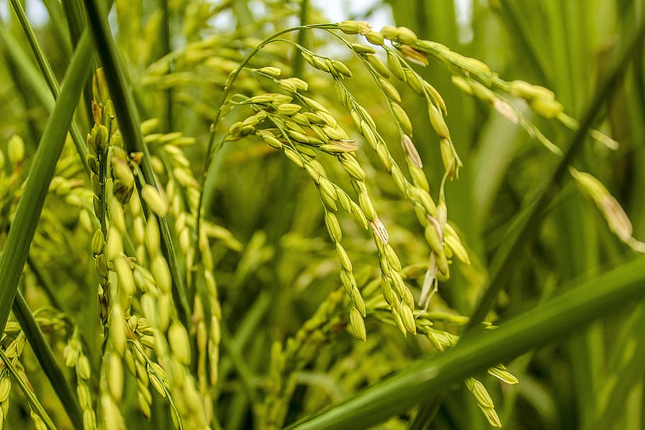 rice plant, rice farming, green, nature, africa, kampala, east africa, HD wallpaper