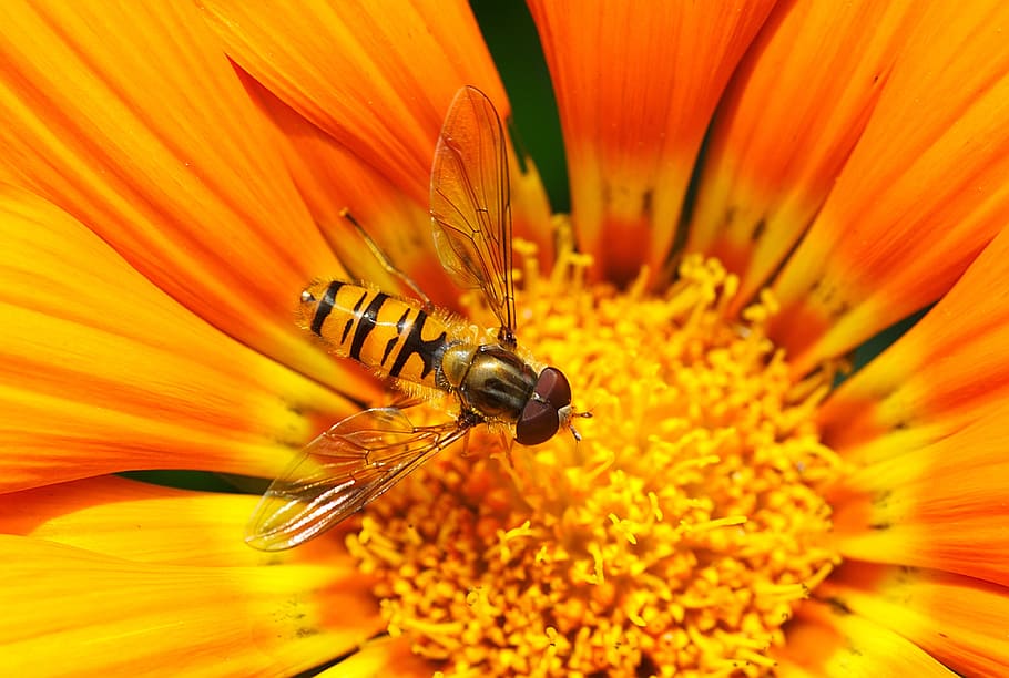 insects, honey, bees, nature, flowers, blossoms, pollen, macro HD wallpaper