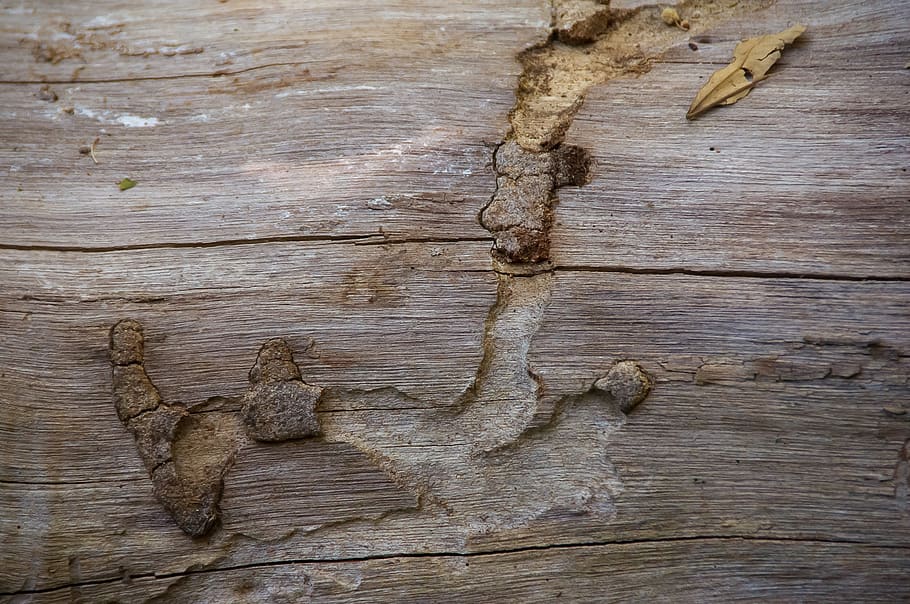 wood, tree, trunk, timber, texture, knarled, eaten, wood - material HD wallpaper