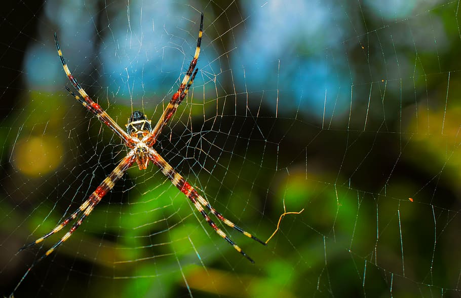 spider, web, net, nature, insect, spooky, spiderweb, halloween HD wallpaper