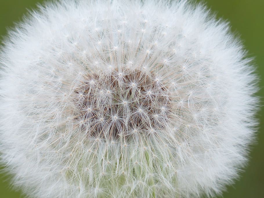selective focus photography of white dandelion flower, seeds, HD wallpaper