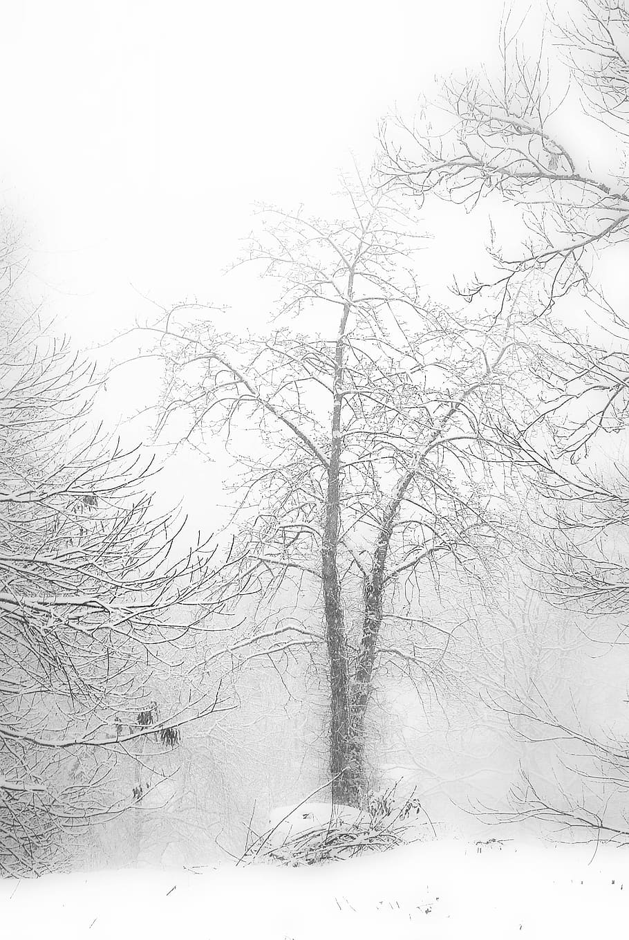 winter, snow, tree, nature, bare tree, cold temperature, branch HD wallpaper