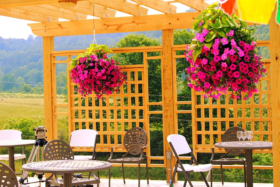 winery, nature, vineyard, summer, decoration, lattice, flower, HD wallpaper