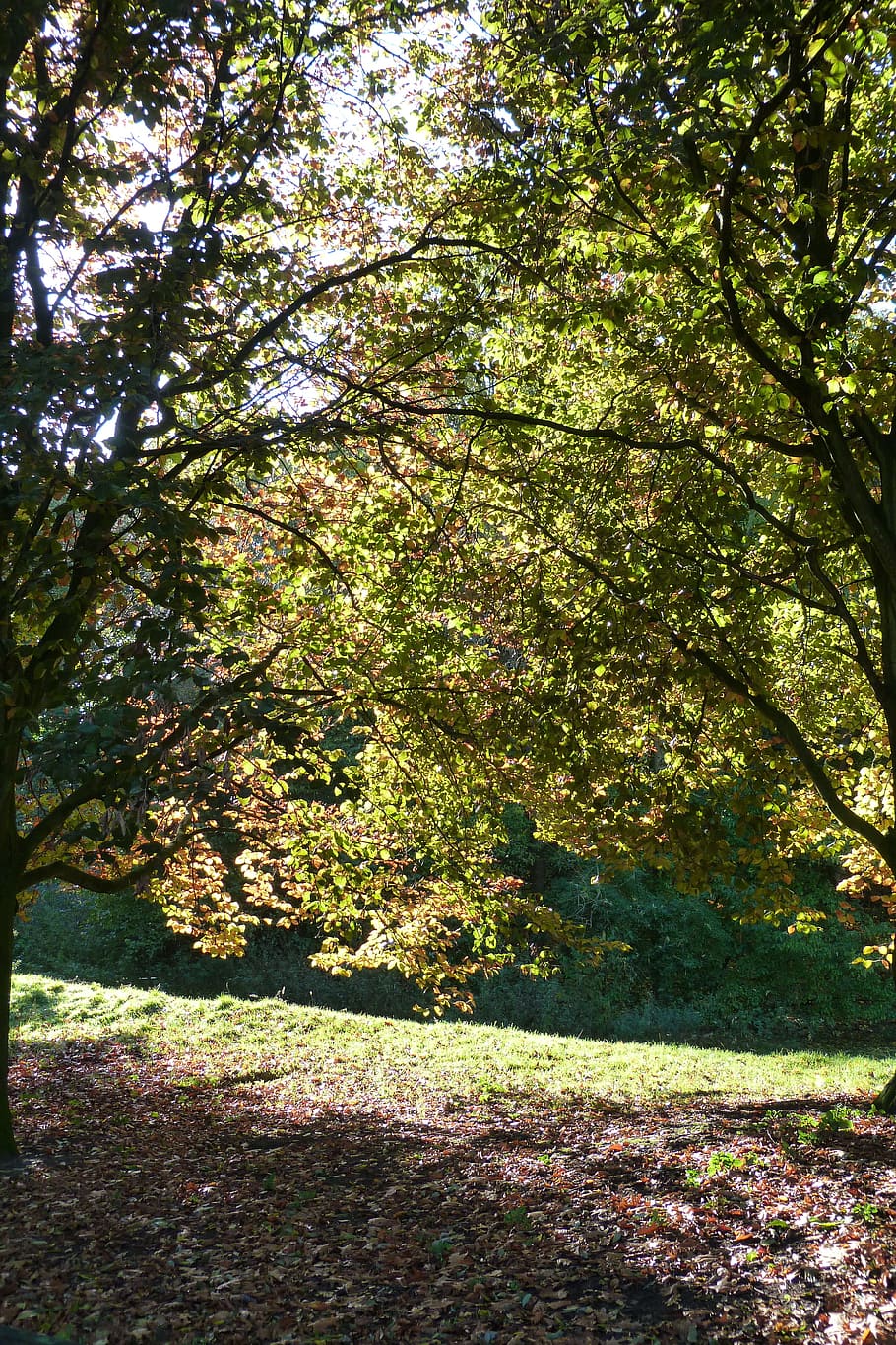 Back Light, Trees, Landscape, Nature, autumn, leaves, tranquility HD wallpaper