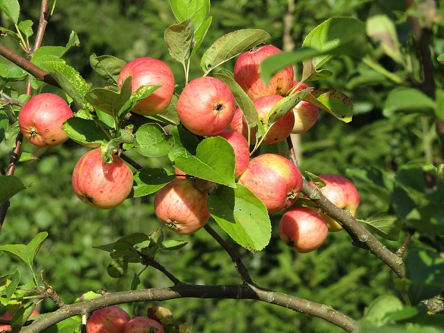 apple orchard, fruit, apples, nature, leaf, agriculture, food HD wallpaper