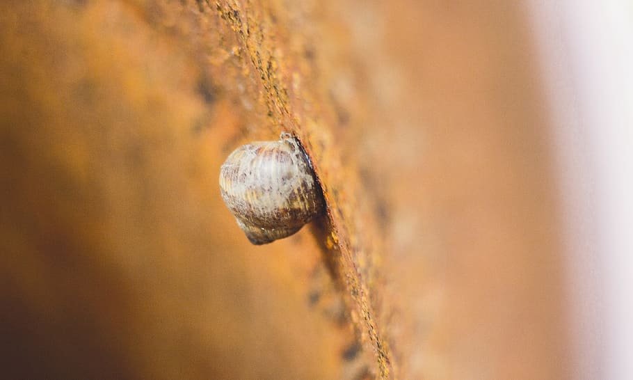 wall, blur, snail, shell, close-up, no people, selective focus HD wallpaper