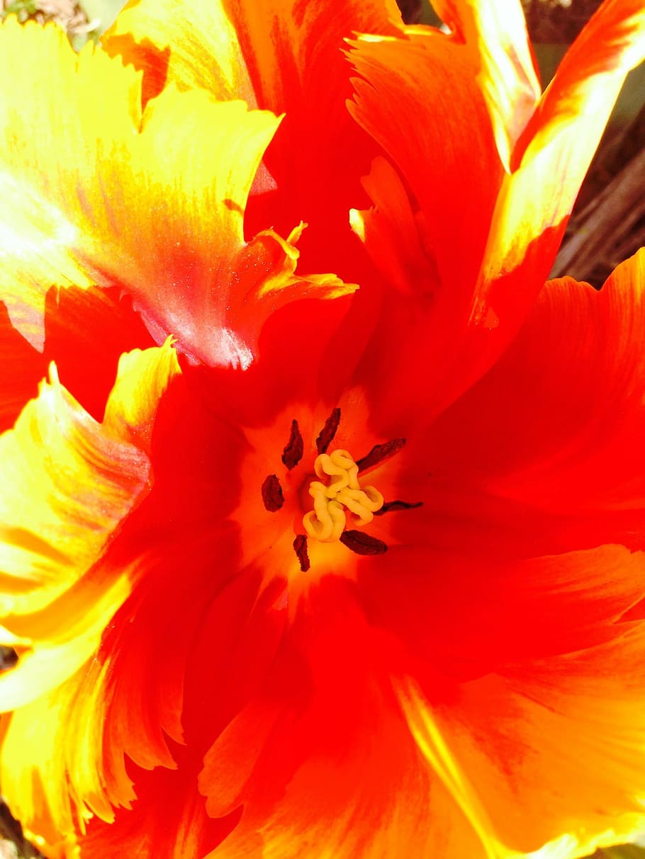 tulip, flower, sharpness game, bloom, green, flowering plant HD wallpaper