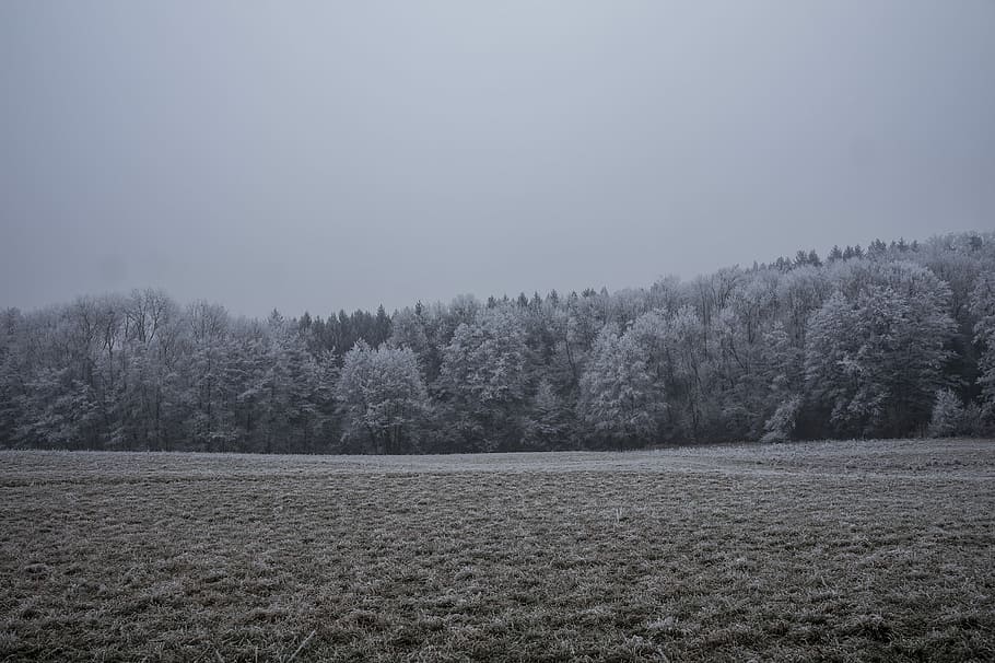 landscape photography of forest, gray forest across desert, winter HD wallpaper