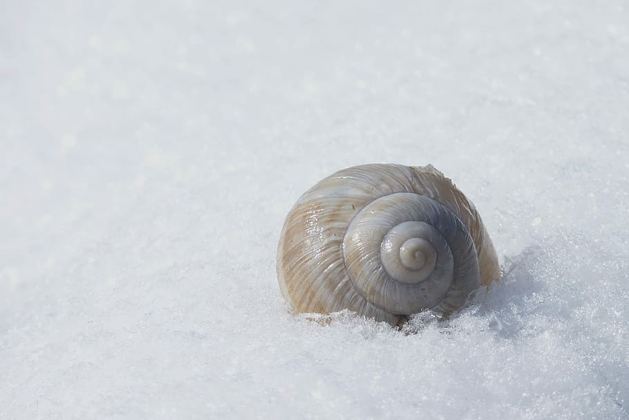 Shell, Snow, Nature, Winter, Cold, Snail, close, one animal HD wallpaper