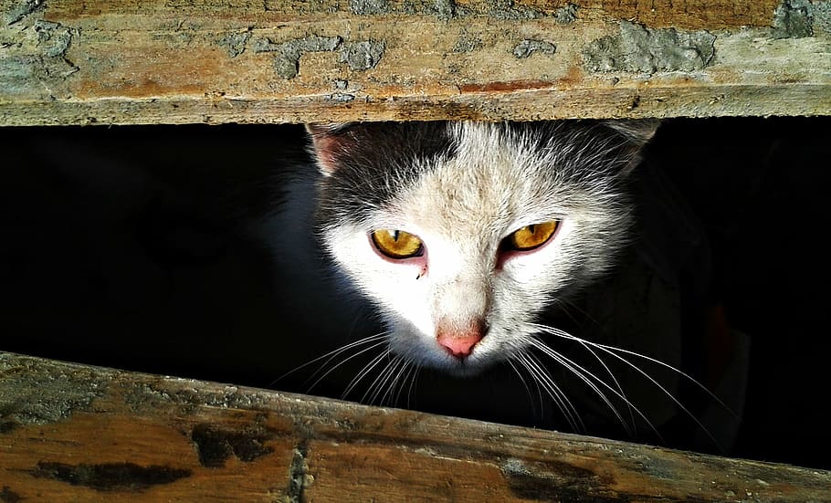 cat, eyes, lauer position, attention, cat's eyes, domestic Cat HD wallpaper