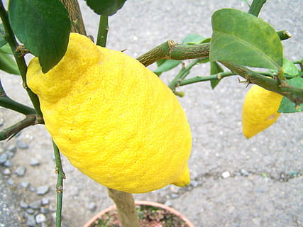 citron, lemon, fruit, citrus Fruit, nature, food, leaf, freshness HD wallpaper
