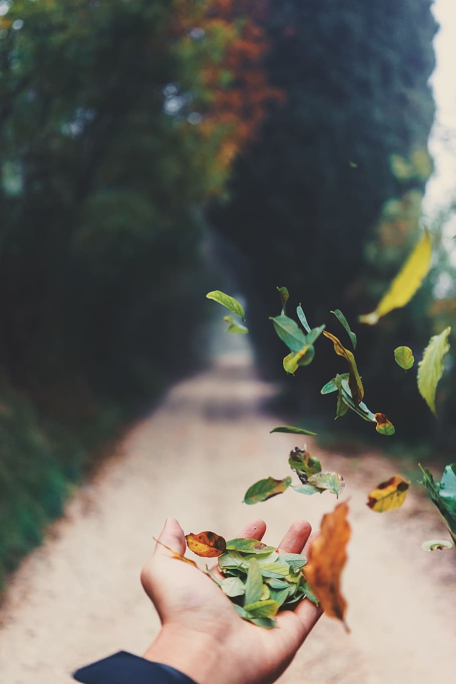 hand, palm, leaf, plant, blur, road, outdoor, human hand, one person HD wallpaper