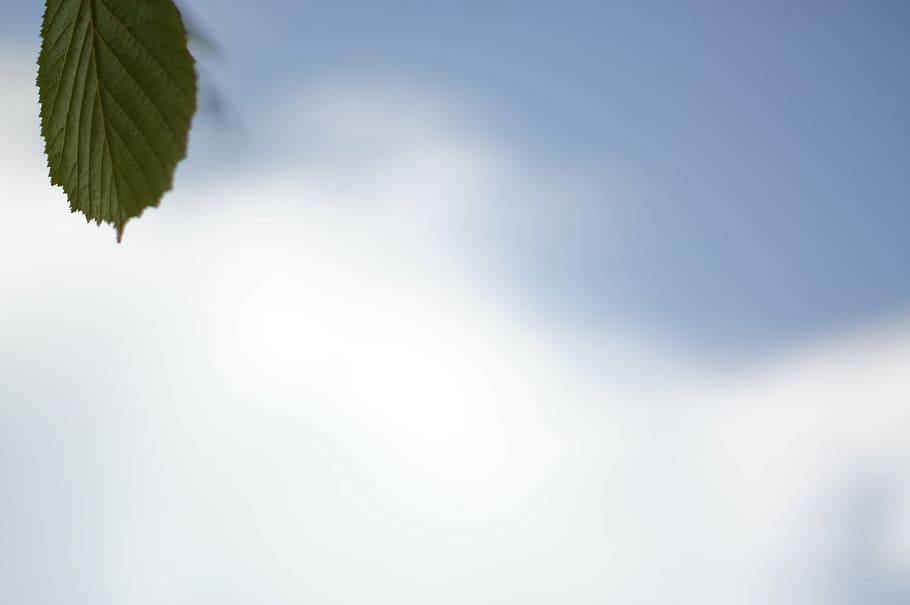 leaf, sky, cloud, nature, mood, tranquility, plant, copy space HD wallpaper