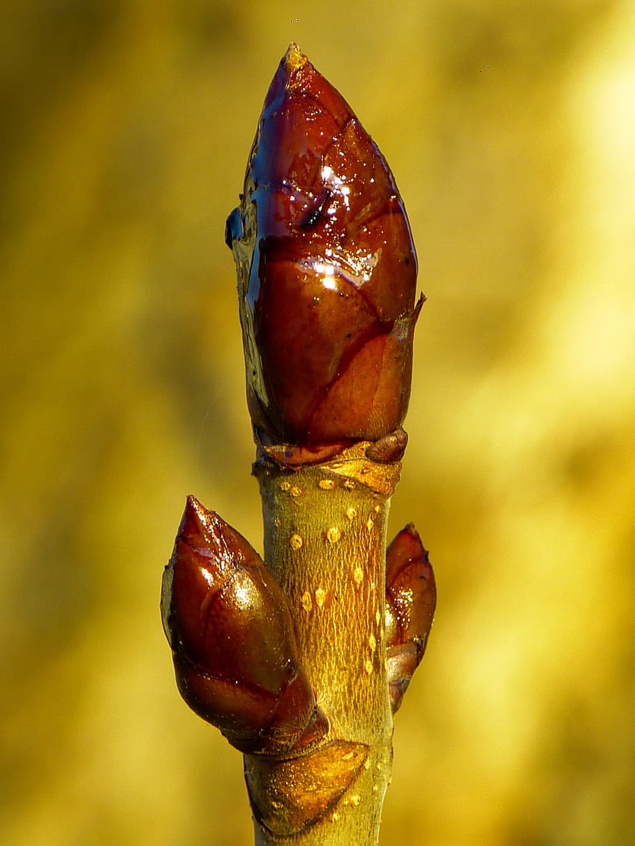 bud, chestnut, chestnut bud, tree, spring, brown, focus on foreground HD wallpaper