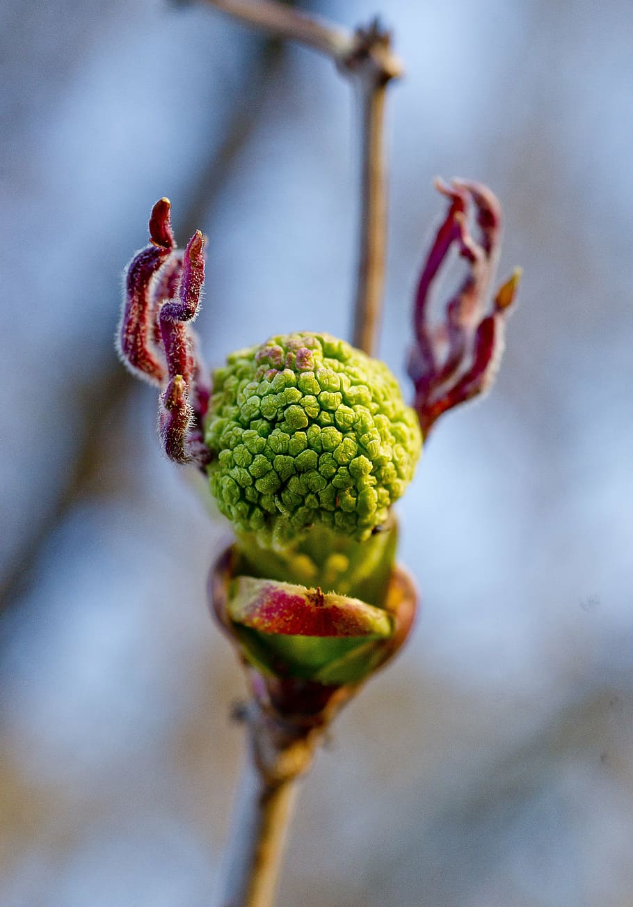 bloom, rowan, before flowering, closeup, macro photography HD wallpaper