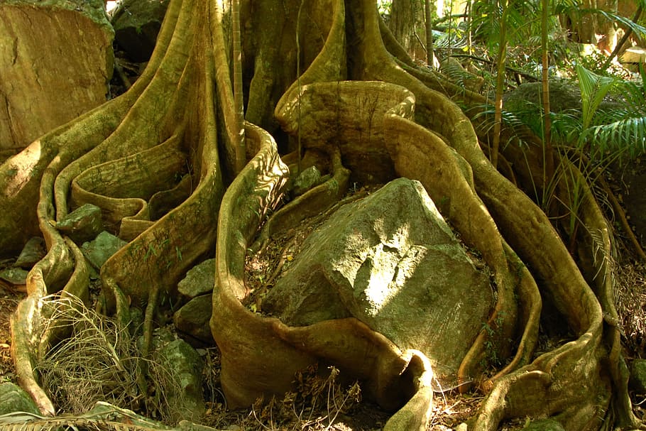 photo of brown rock beside tree, root, jungle, board root, wood HD wallpaper