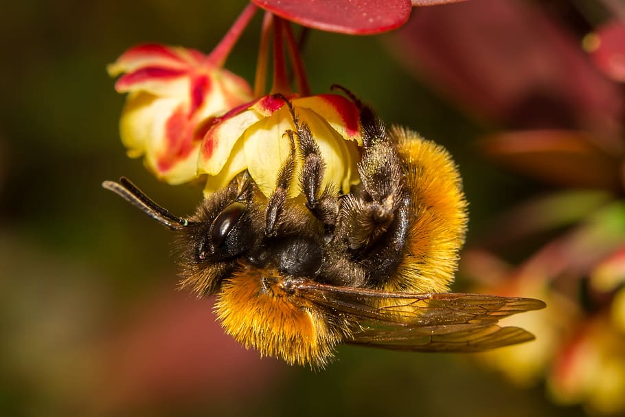 brown and yellow bee on yellow and red petal flower, bumblebee HD wallpaper