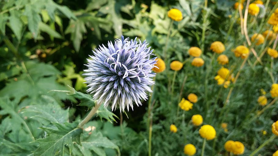 thistle, flower, blue, blossom, natural, summer, season, bloom HD wallpaper