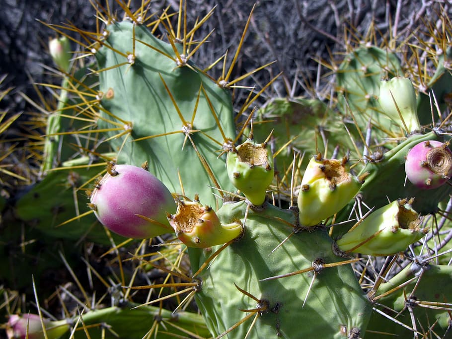 prickly pear, cactus, fruit, spur, nature, plant, growth, food HD wallpaper