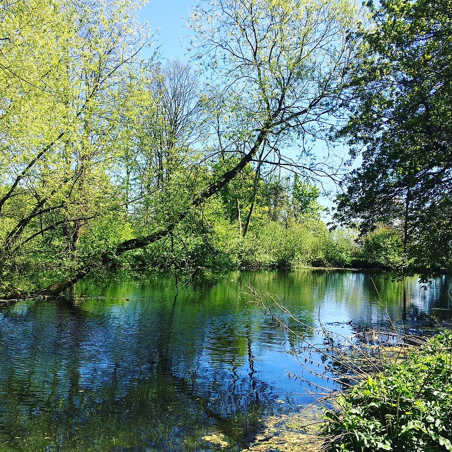 trees, nature, stream, reflections, natural, forest, green HD wallpaper