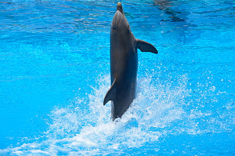 Hd Wallpaper: Dolphin Facing Upward, Animal, Aquarium, Blue, Bottlenose 