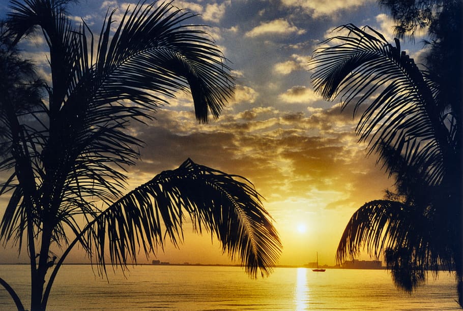 silhouette of palm trees during dawn, miami, sunset, caribbean HD wallpaper