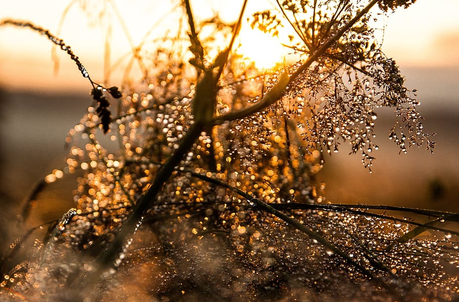 tree, plant, branch, wood, blur, bokeh, sunset, sunrise, nature HD wallpaper