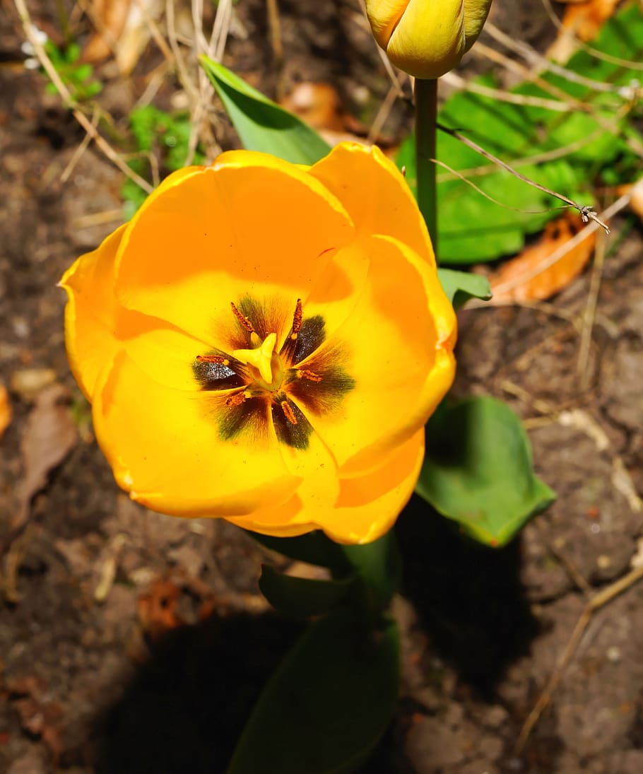 tulip, blossom, bloom, spring, yellow, close, early bloomer HD wallpaper