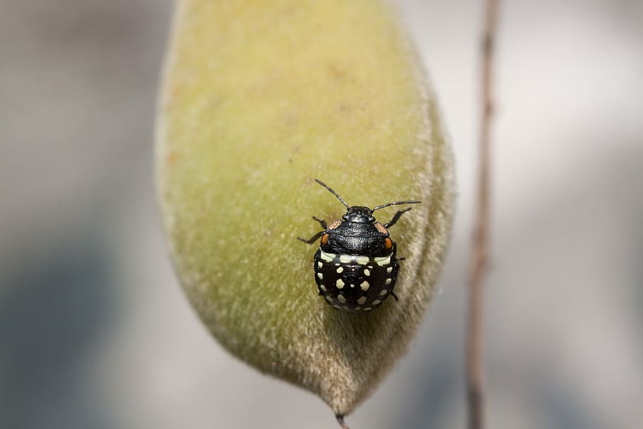 bug, leaf bug, insect, insecta, animal, black, macro, close HD wallpaper